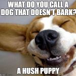 Laughing corgi | WHAT DO YOU CALL A DOG THAT DOESN'T BARK? A HUSH PUPPY | image tagged in laughing corgi | made w/ Imgflip meme maker