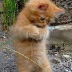 i dont know what I am doing, cute cat, lovely cat dancer, dancer meme