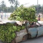 car full of bananas