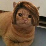 Cat manager hairstyle