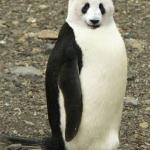 panda + penguin = animal meme