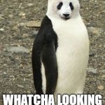 panda + penguin = animal | HEY YALL; WHATCHA LOOKING AT. **_** | image tagged in panda  penguin  animal | made w/ Imgflip meme maker