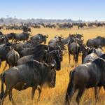 Herd of wildebeests gnus in Africa