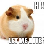 Killer Guinea Pig | HI! LET ME BITE YOU | image tagged in guinea pig,nightmare | made w/ Imgflip meme maker
