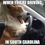Doggone it! | WHEN YOU'RE DRIVING; IN SOUTH CAROLINA | image tagged in excited dog,bad drivers,south carolina | made w/ Imgflip meme maker
