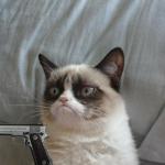 Grumpy cat gun