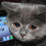 Sad cat phone