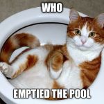 Funny Cat | WHO; EMPTIED THE POOL | image tagged in funny cat | made w/ Imgflip meme maker