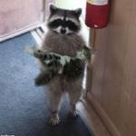 raccoon carrying cat meme
