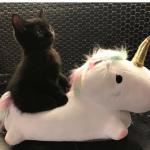 kitten riding unicorn meme