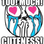 Cuteness Overload | TOO! MUCH! CUTENESS! | image tagged in cuteness overload,cute,adorable | made w/ Imgflip meme maker