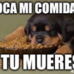 Funny animals | TOCA MI COMIDA... Y TU MUERES. | image tagged in funny animals | made w/ Imgflip meme maker