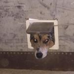 dog with head through cat door