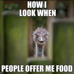 Louring Ostrich | HOW I LOOK WHEN; PEOPLE OFFER ME FOOD | image tagged in louring ostrich | made w/ Imgflip meme maker