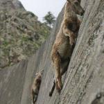 Goat climbing