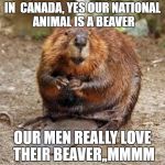 Beaver  | IN  CANADA, YES OUR NATIONAL ANIMAL IS A BEAVER; OUR MEN REALLY LOVE THEIR BEAVER,,MMMM | image tagged in beaver | made w/ Imgflip meme maker