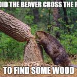 Beaver | WHY DID THE BEAVER CROSS THE ROAD? TO FIND SOME WOOD | image tagged in beaver | made w/ Imgflip meme maker
