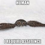 Awkward Owl | HUMAN; I REQUIRE ASSITENCE | image tagged in awkward owl | made w/ Imgflip meme maker