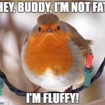 Harold 'Fat Boy' Birdbrain had a whole new attitude after watching Gabriel Iglesias  | HEY, BUDDY, I'M NOT FAT I'M FLUFFY! | image tagged in memes,fat boy,birds,fluffy,attitude,bah humbug | made w/ Imgflip meme maker