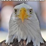 Bald Eagle Stare | ONCE TRUMP BECAME PRESIDENT, I RETIRED AS A SYMBOL FOR AMERICA. A JACKASS IS NOW FAR MORE APPROPRIATE. | image tagged in bald eagle stare | made w/ Imgflip meme maker