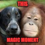 This Magic Moment. | THIS; MAGIC MOMENT | image tagged in odd couple,memes,magic moment | made w/ Imgflip meme maker