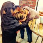 Dog comforting human