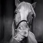 Mr. Ed