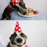 Cake dog 