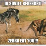 Zebra chasing a lion | IN SOVIET SERENGETI; ZEBRA EAT YOU!!! | image tagged in zebra chasing a lion | made w/ Imgflip meme maker