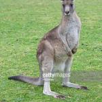 Kangaroo