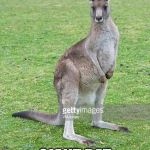 Kangaroo | THE RESULT OF PREHISTORIC MATING BETWEEN; GIANT RAT AND T REX | image tagged in kangaroo | made w/ Imgflip meme maker