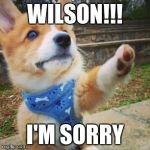 puppy corgi | WILSON!!! I'M SORRY | image tagged in puppy corgi | made w/ Imgflip meme maker