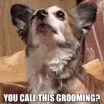 Bad grooming | YOU CALL THIS GROOMING? | image tagged in bad grooming | made w/ Imgflip meme maker
