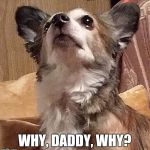 Bad grooming | WHY, DADDY, WHY? | image tagged in bad grooming | made w/ Imgflip meme maker