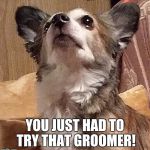 Bad grooming | YOU JUST HAD TO TRY THAT GROOMER! | image tagged in bad grooming | made w/ Imgflip meme maker
