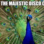 Peacock | BEHOLD THE MAJESTIC DISCO CHICKEN | image tagged in peacock,funny memes | made w/ Imgflip meme maker
