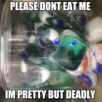 Tide pods | PLEASE DONT EAT ME; IM PRETTY BUT DEADLY | image tagged in tide pods | made w/ Imgflip meme maker