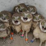Shocked owls