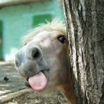 funny-horse | U CANT; FIND ME!!!!!! | image tagged in funny-horse | made w/ Imgflip meme maker