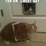 Fat Cat | WHEN YOU REALIZE YOU WENT A LITTLE TOO FAR ON "CHEAT DAY" | image tagged in fat cat | made w/ Imgflip meme maker