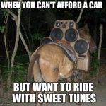 Boom donkey | WHEN YOU CAN'T AFFORD A CAR; BUT WANT TO RIDE WITH SWEET TUNES | image tagged in boom donkey | made w/ Imgflip meme maker