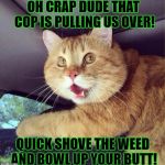 BUSTED CAT | OH CRAP DUDE THAT COP IS PULLING US OVER! QUICK SHOVE THE WEED AND BOWL UP YOUR BUTT! | image tagged in busted cat | made w/ Imgflip meme maker