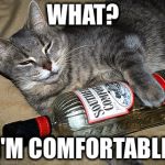 cat and liquor | WHAT? I'M COMFORTABLE | image tagged in cat and liquor | made w/ Imgflip meme maker