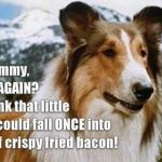 Lassie | image tagged in lassie | made w/ Imgflip meme maker