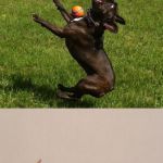 dog sports | THIS IS THE REASON; SOME PEOPLE CAN'T DO SPORTS... | image tagged in dog sports | made w/ Imgflip meme maker