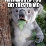 WTF Koala | WHY WOULD YOU DO THIS TO ME | image tagged in wtf koala | made w/ Imgflip meme maker