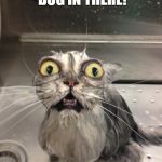 Mad cat | YOU PUT A DOG IN THERE! IM CALLING 911 | image tagged in mad cat | made w/ Imgflip meme maker
