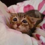 Sad Kitty Sick In Bed
