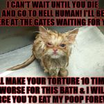 WET MAD CAT | I CAN'T WAIT UNTIL YOU DIE AND GO TO HELL HUMAN! I'LL BE THERE AT THE GATES WAITING FOR YOU! I'LL MAKE YOUR TORTURE 10 TIMES WORSE FOR THIS BATH & I WILL FORCE YOU TO EAT MY POOP FOREVER! | image tagged in wet mad cat | made w/ Imgflip meme maker
