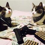 GANG BANGER CATS